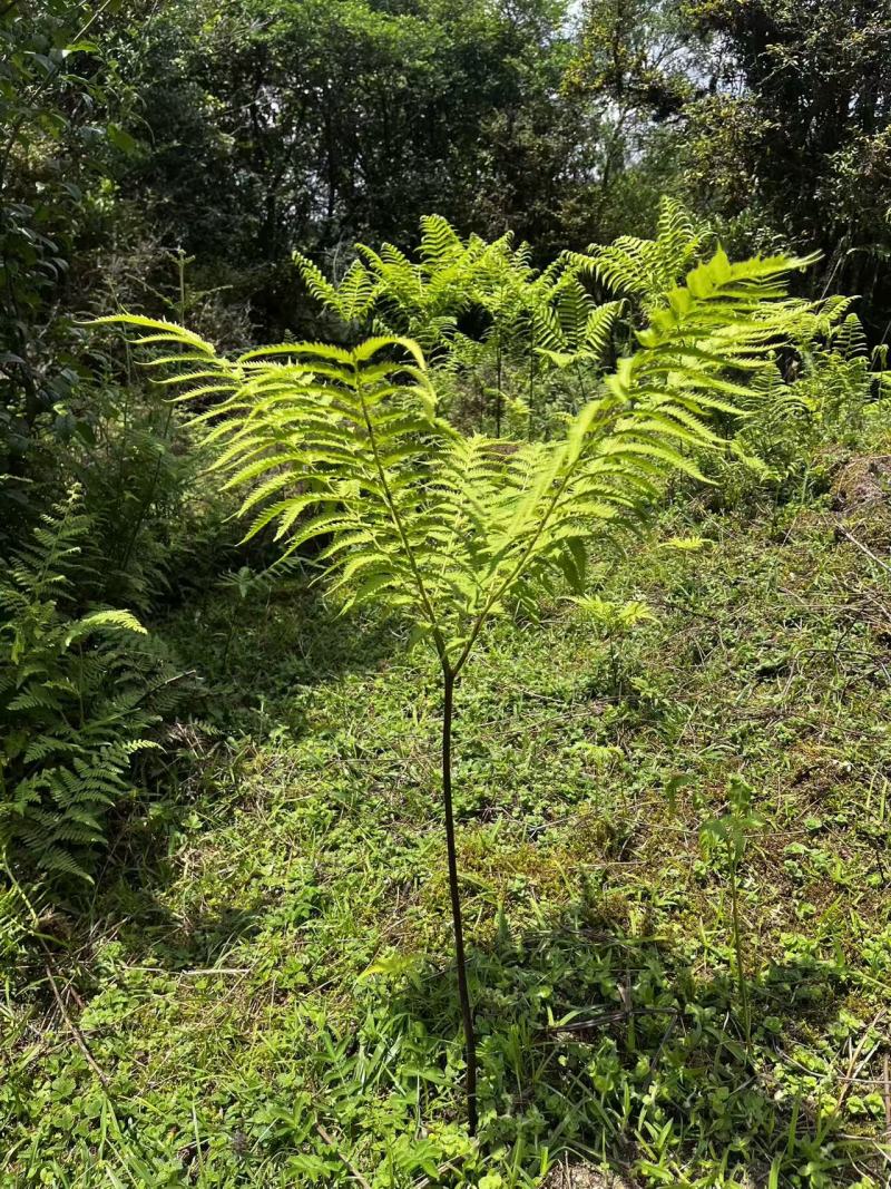 佛掌蕨蕨类植物做绿植盆景花卉大量供应一手货源整车走货