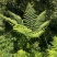 佛掌蕨蕨类植物做绿植盆景花卉大量供应一手货源整车走货