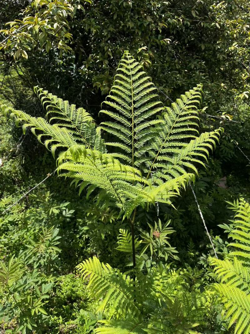 佛掌蕨蕨类植物做绿植盆景花卉大量供应一手货源整车走货