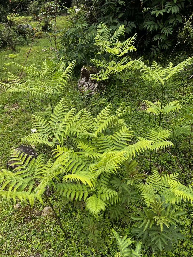 佛掌蕨蕨类植物做绿植盆景花卉大量供应一手货源整车走货