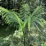 佛掌蕨蕨类植物做绿植盆景花卉大量供应一手货源整车走货