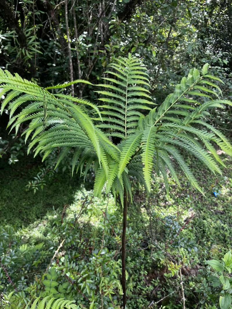 佛掌蕨蕨类植物做绿植盆景花卉大量供应一手货源整车走货