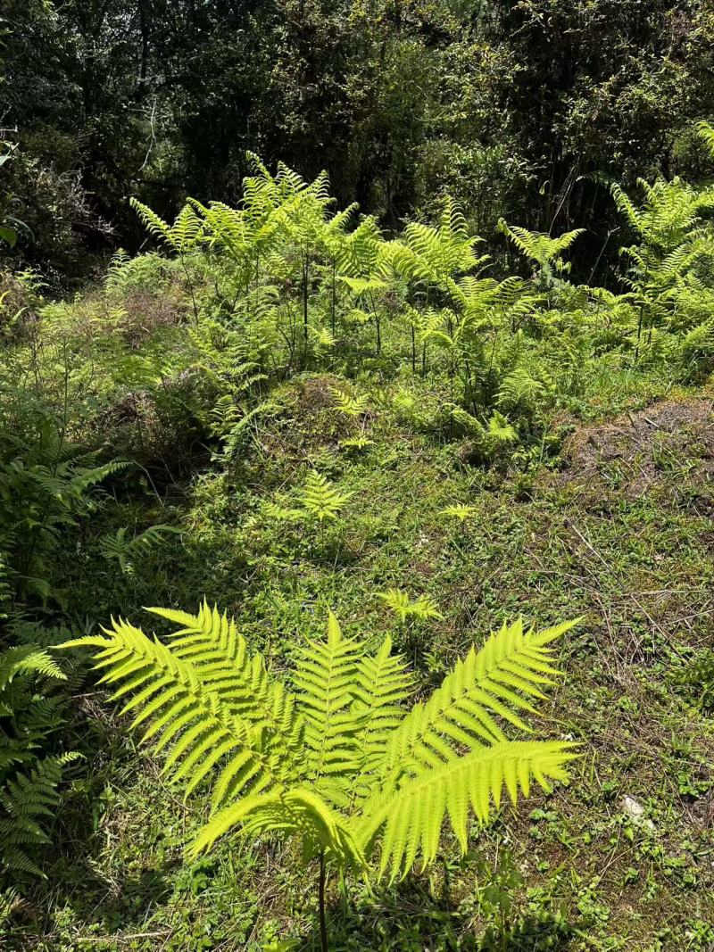 佛掌蕨蕨类植物做绿植盆景花卉大量供应一手货源整车走货