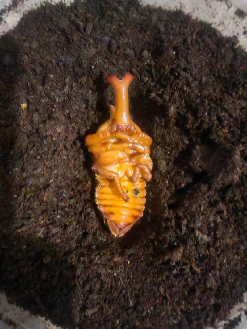独角仙成虫，三龄虫