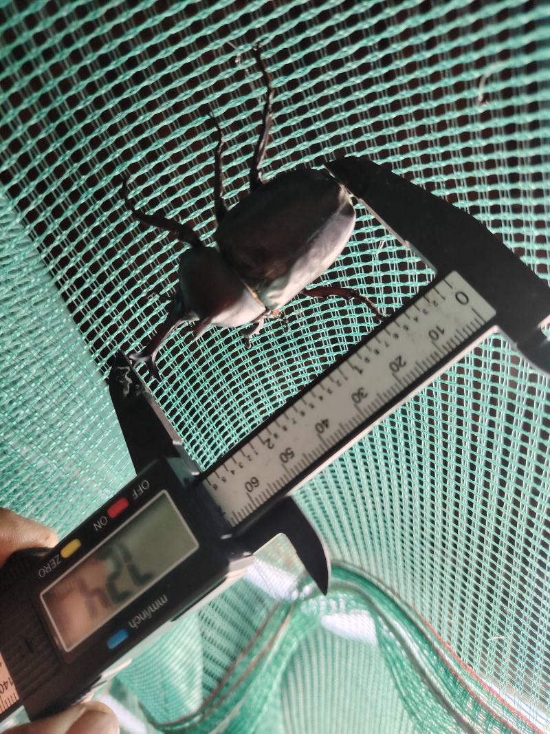 独角仙成虫，三龄虫