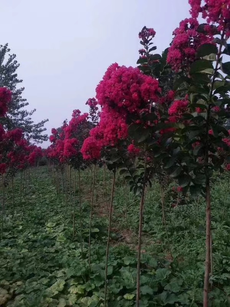 红花红叶紫薇天鹅绒