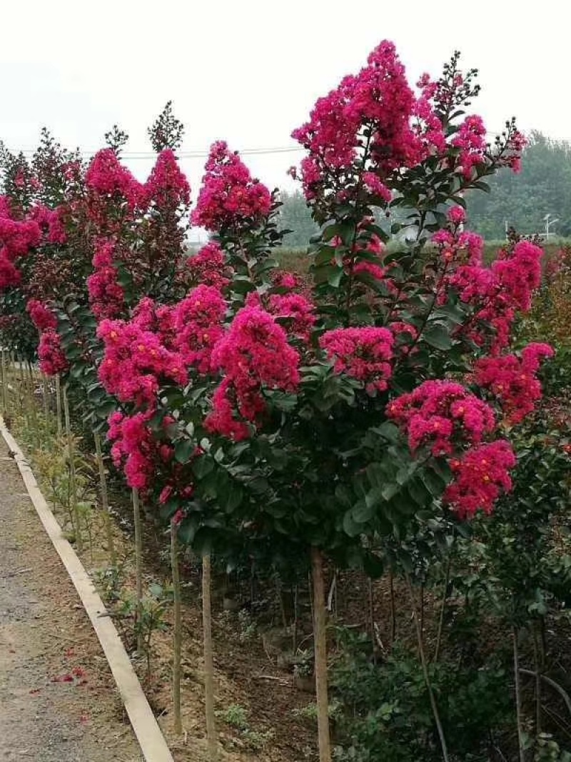 红花红叶紫薇天鹅绒