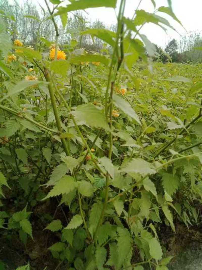 营养杯棣棠棣棠花杯苗陕西棣棠基地规格齐全