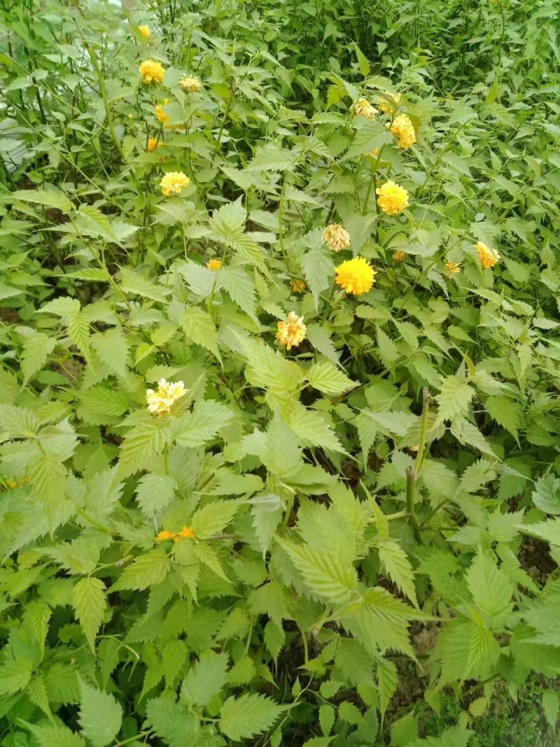 营养杯棣棠棣棠花杯苗陕西棣棠基地规格齐全