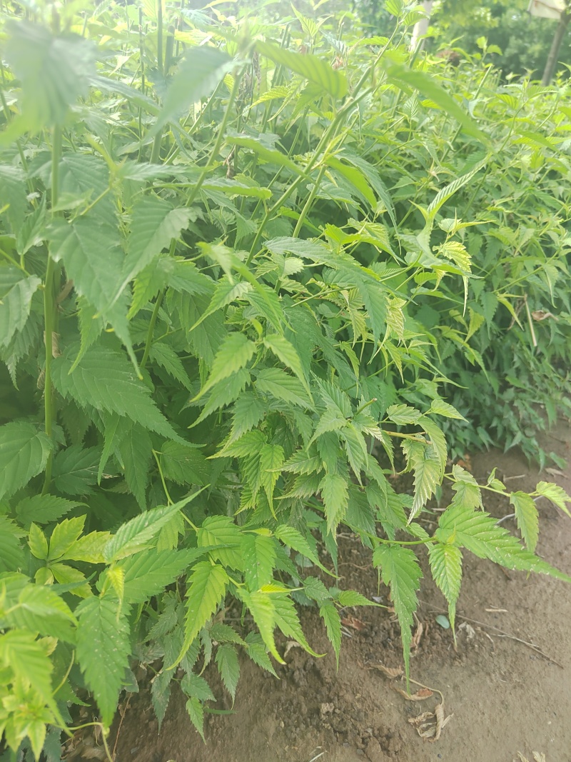 营养杯棣棠棣棠花杯苗陕西棣棠基地规格齐全
