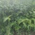 营养杯棣棠棣棠花杯苗陕西棣棠基地规格齐全