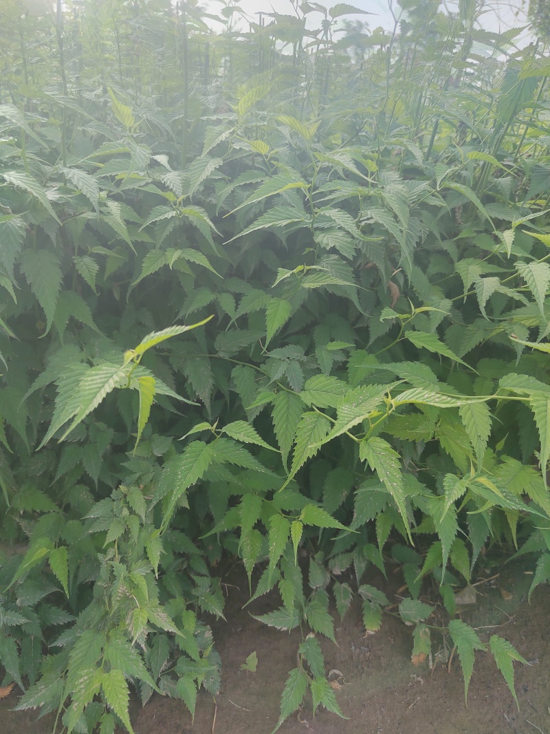 营养杯棣棠棣棠花杯苗陕西棣棠基地规格齐全