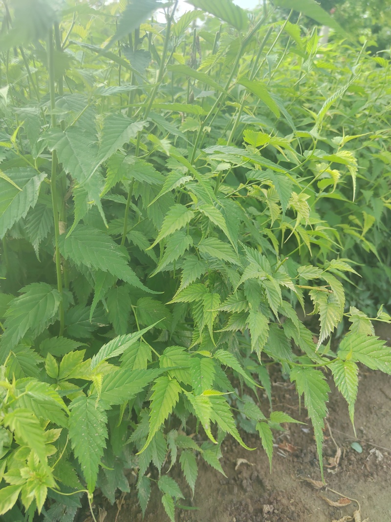 营养杯棣棠棣棠花杯苗陕西棣棠基地规格齐全