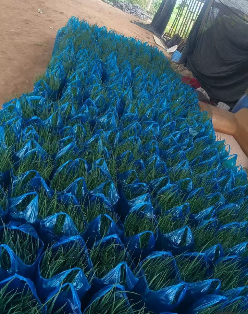 四季小葱~基地种植货源充足，长年供货欢迎全国老板订货