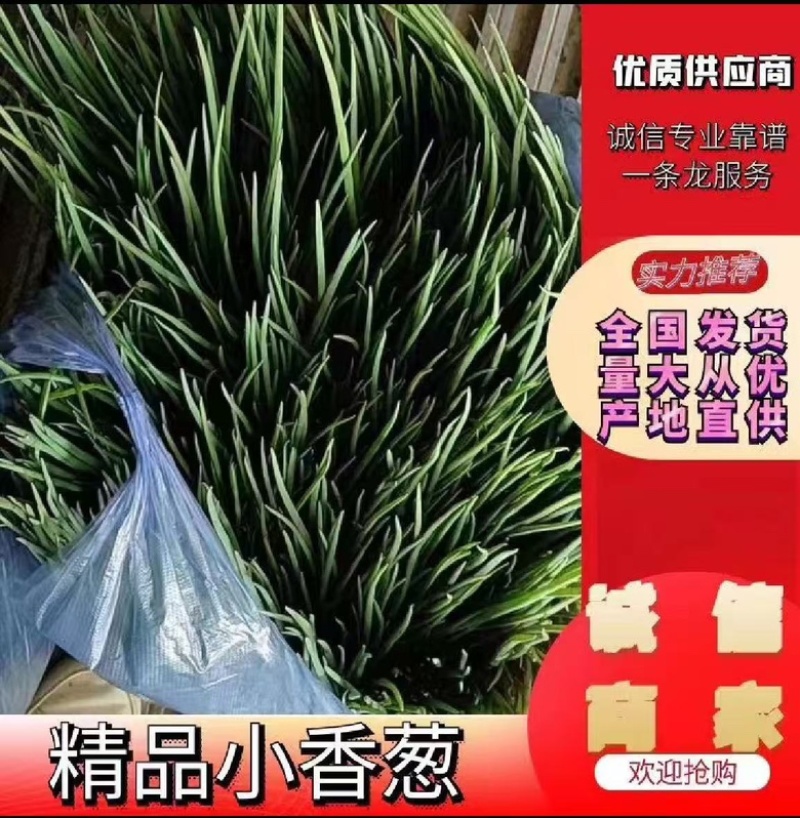 四季小葱~基地种植货源充足，长年供货欢迎全国老板订货
