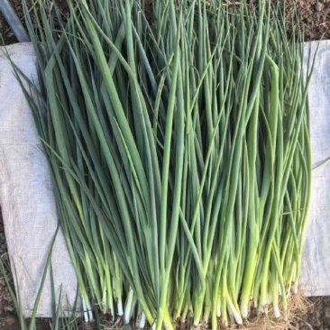 四季小葱~基地种植货源充足，长年供货欢迎全国老板订货