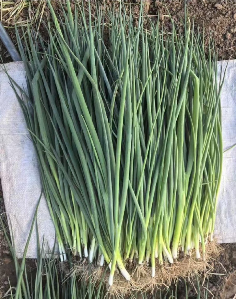 四季小葱~基地种植货源充足，长年供货欢迎全国老板订货