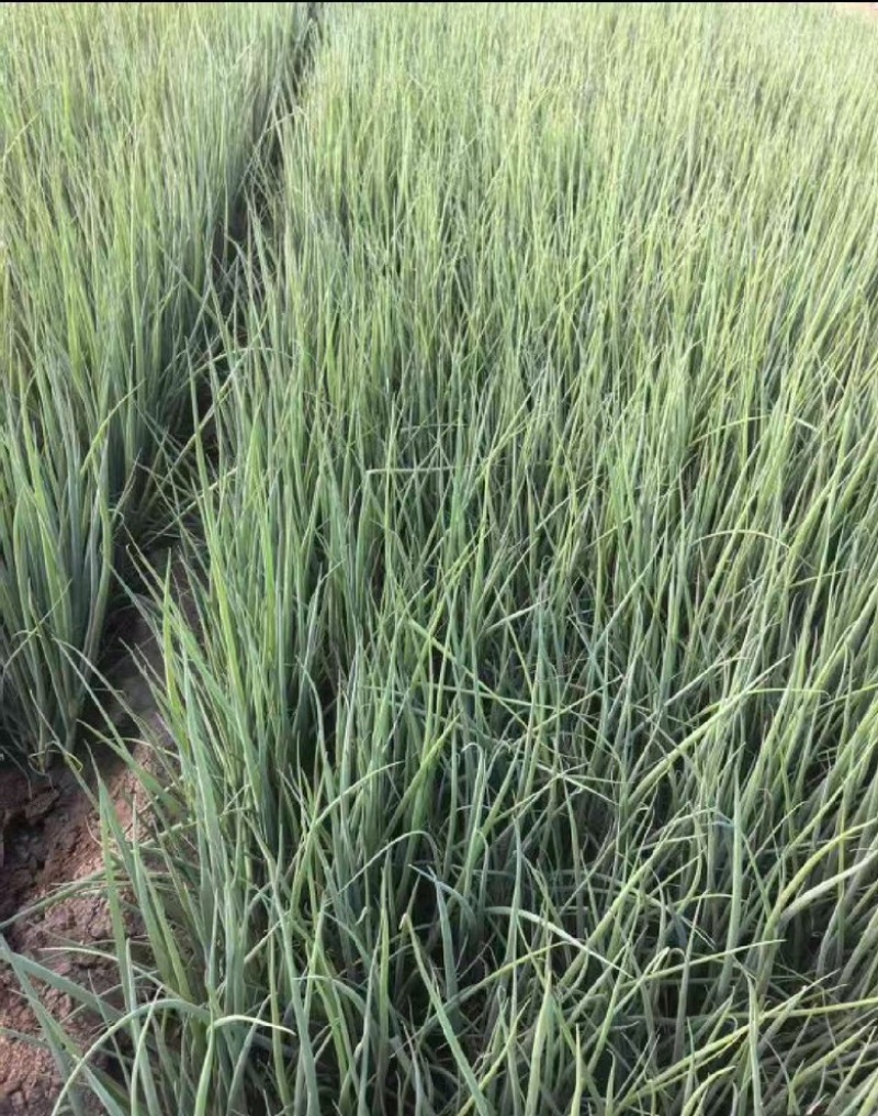 四季小葱~基地种植货源充足，长年供货欢迎全国老板订货