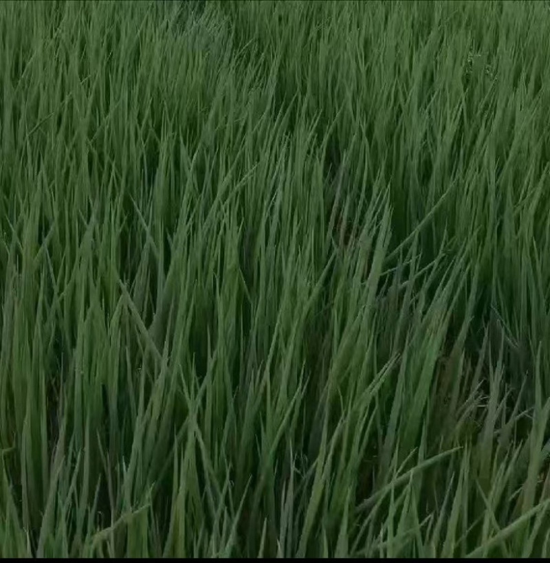 四季小葱~基地种植货源充足，长年供货欢迎全国老板订货