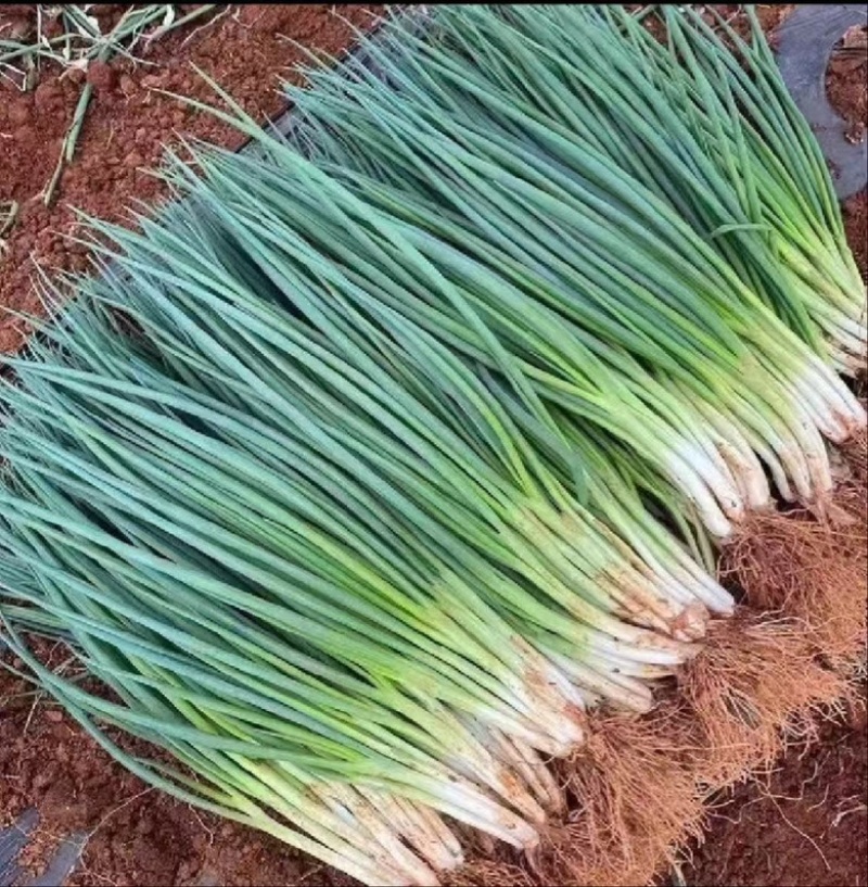 四季小葱~基地种植货源充足，长年供货欢迎全国老板订货