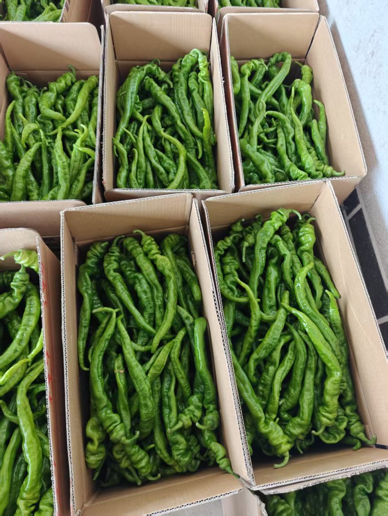 陕西新苗软皮螺丝椒大量出货中喜迎各大市场超市电商餐饮