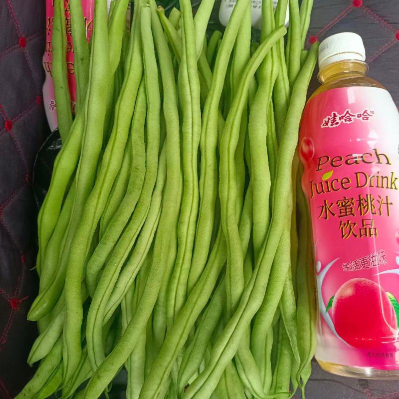 甘肃豆王无筋豆大量供应支持各种包装打冷分拣全国发