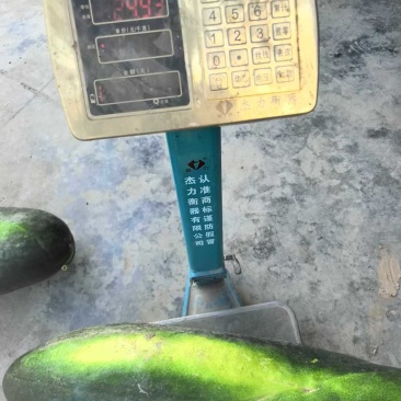 湖北冬瓜南瓜黑皮冬瓜大量上市