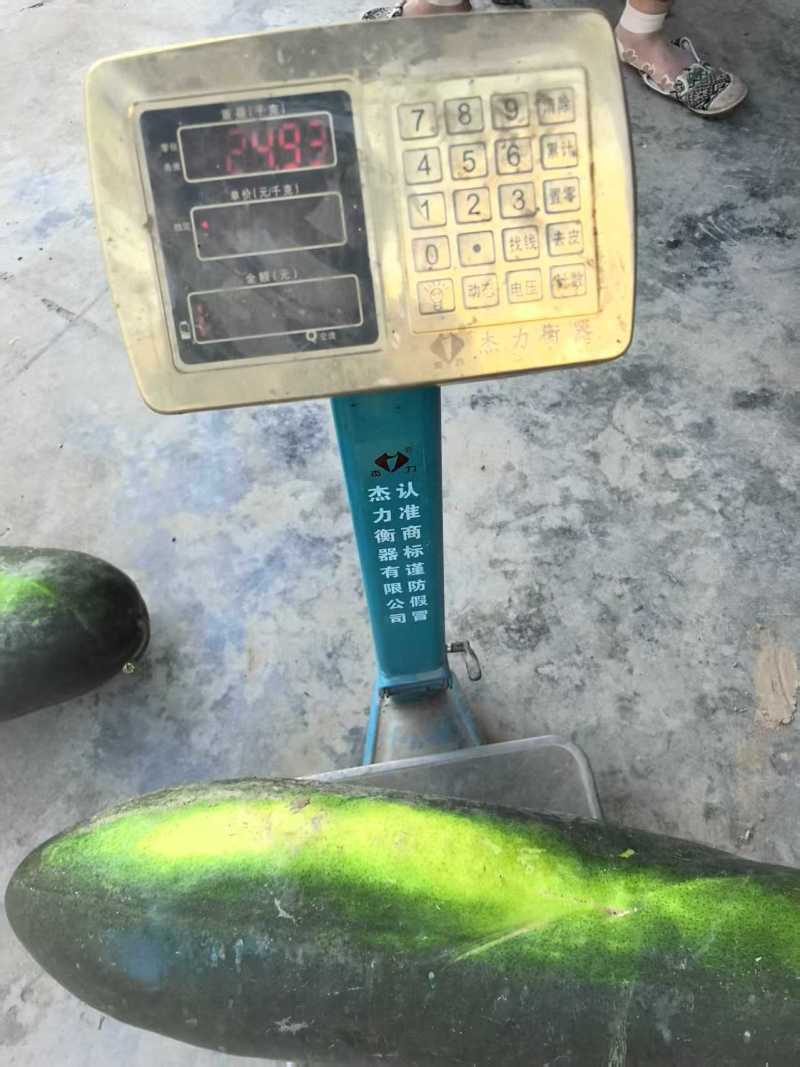 湖北冬瓜南瓜黑皮冬瓜大量上市