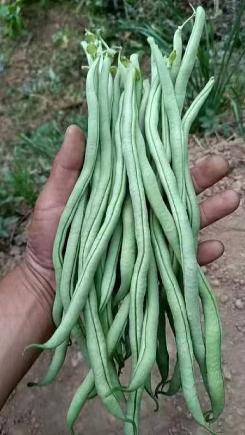 甘肃豆王无筋豆大量供应支持各种包装打冷分拣全国发