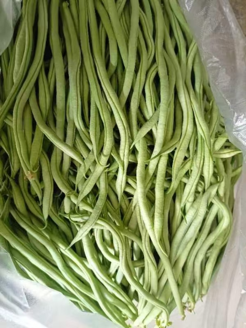甘肃豆王无筋豆大量供应支持各种包装打冷分拣全国发