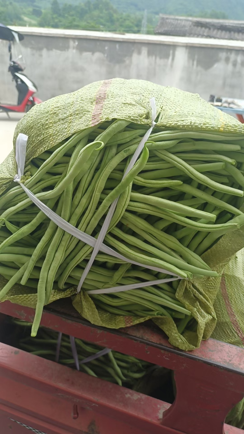 甘肃豆王无筋豆大量供应支持各种包装打冷分拣全国发