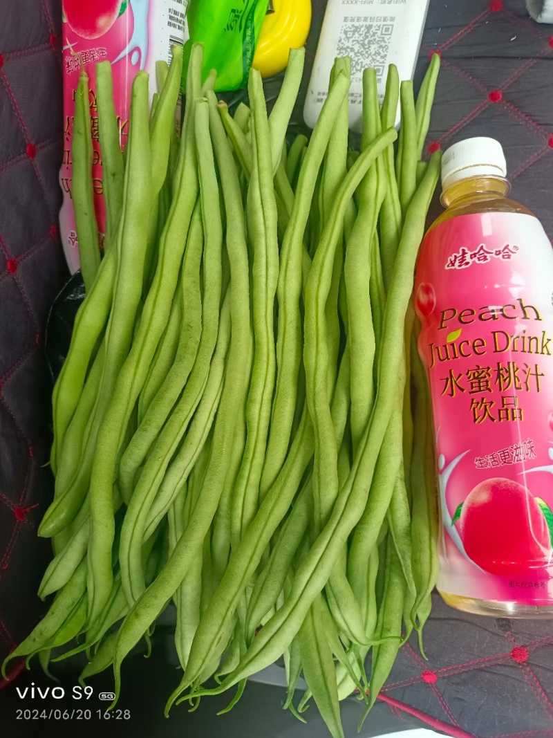 甘肃豆王无筋豆大量供应支持各种包装打冷分拣全国发