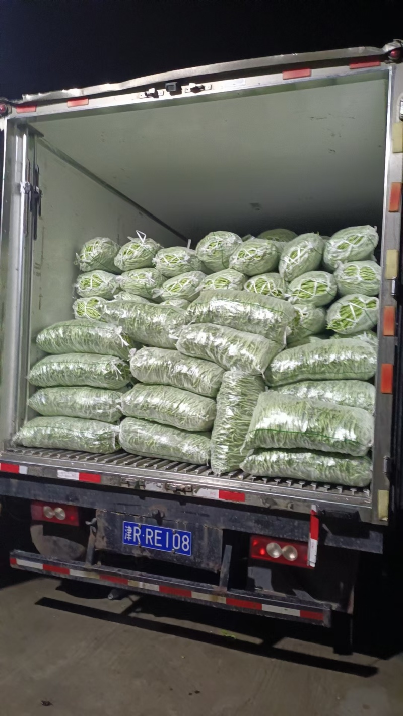 甘肃豆王无筋豆大量供应支持各种包装打冷分拣全国发