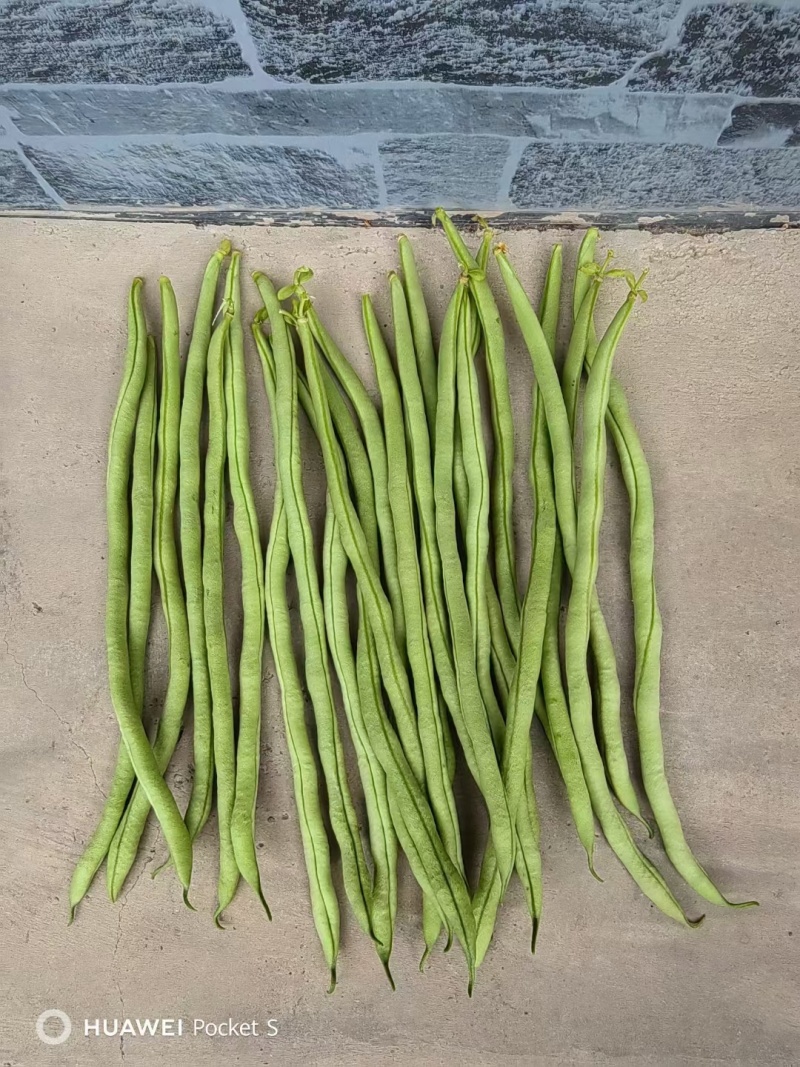 甘肃豆王无筋豆大量供应支持各种包装打冷分拣全国发