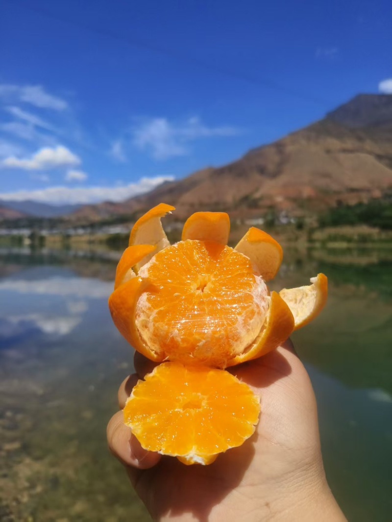 云南山地沃柑，产地供应，货源充足，保质保量，