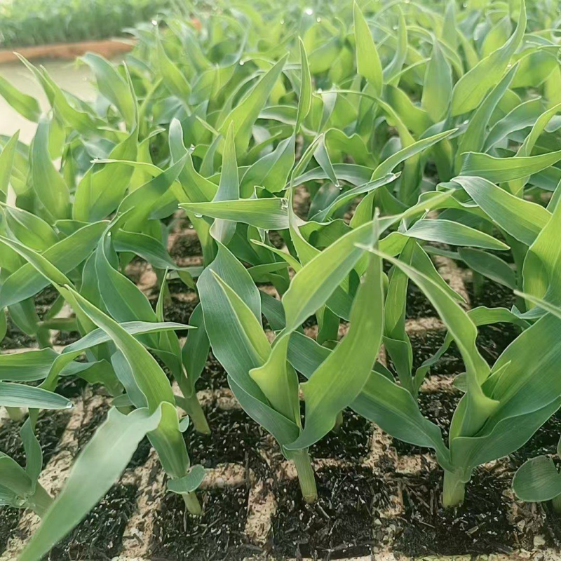 《玉米苗》水果玉米/糯玉米苗子/云南通海基地现挖现发