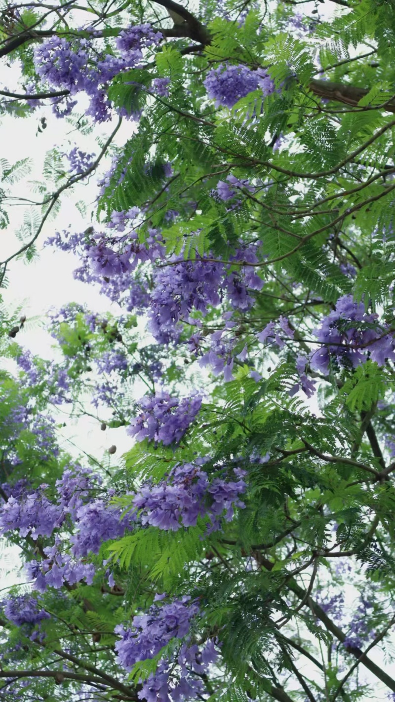 四川省泸县蓝花楹