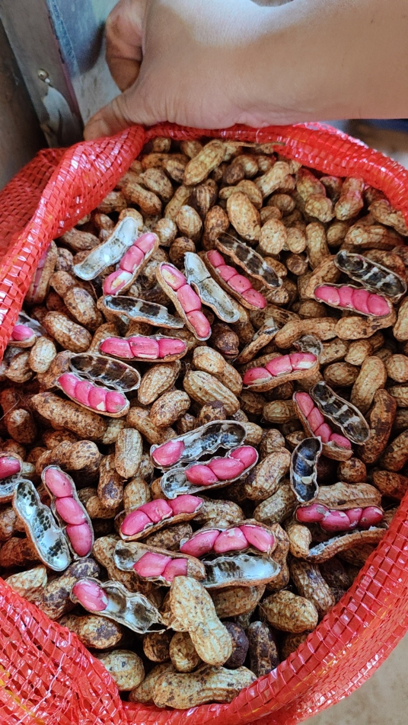 广东精品鲜花生，颗粒饱满，品质保证，大量供应。