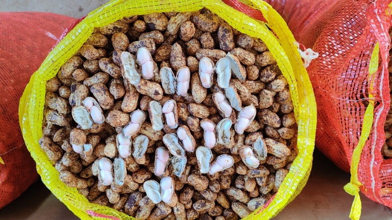 广东精品鲜花生，颗粒饱满，品质保证，大量供应。