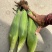 自产自销白糯香甜玉米🌽万糯2000糯玉米