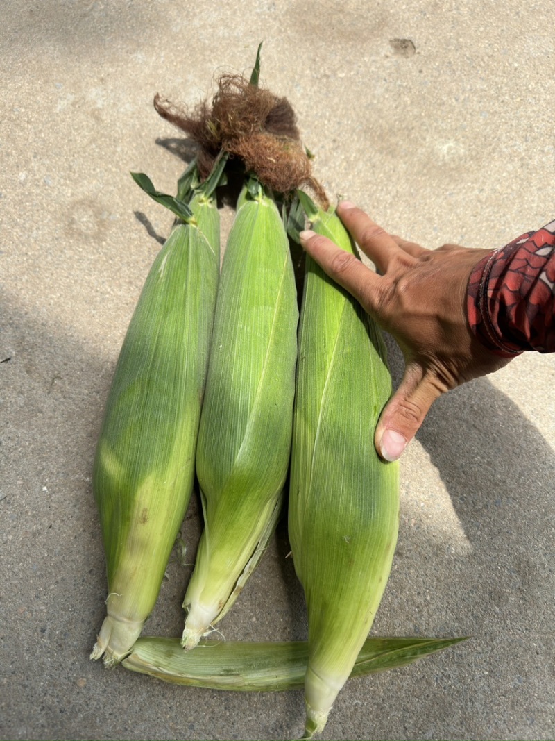 自产自销白糯香甜玉米🌽万糯2000糯玉米