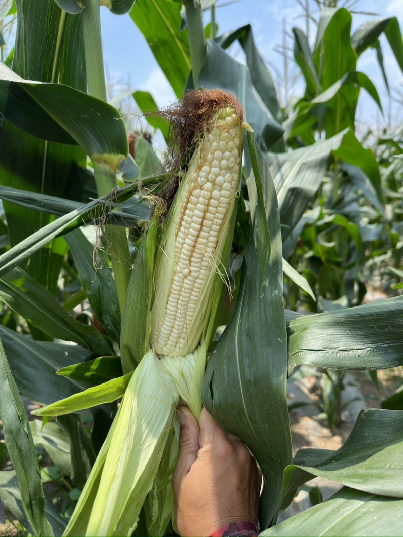 自产自销白糯香甜玉米🌽万糯2000糯玉米