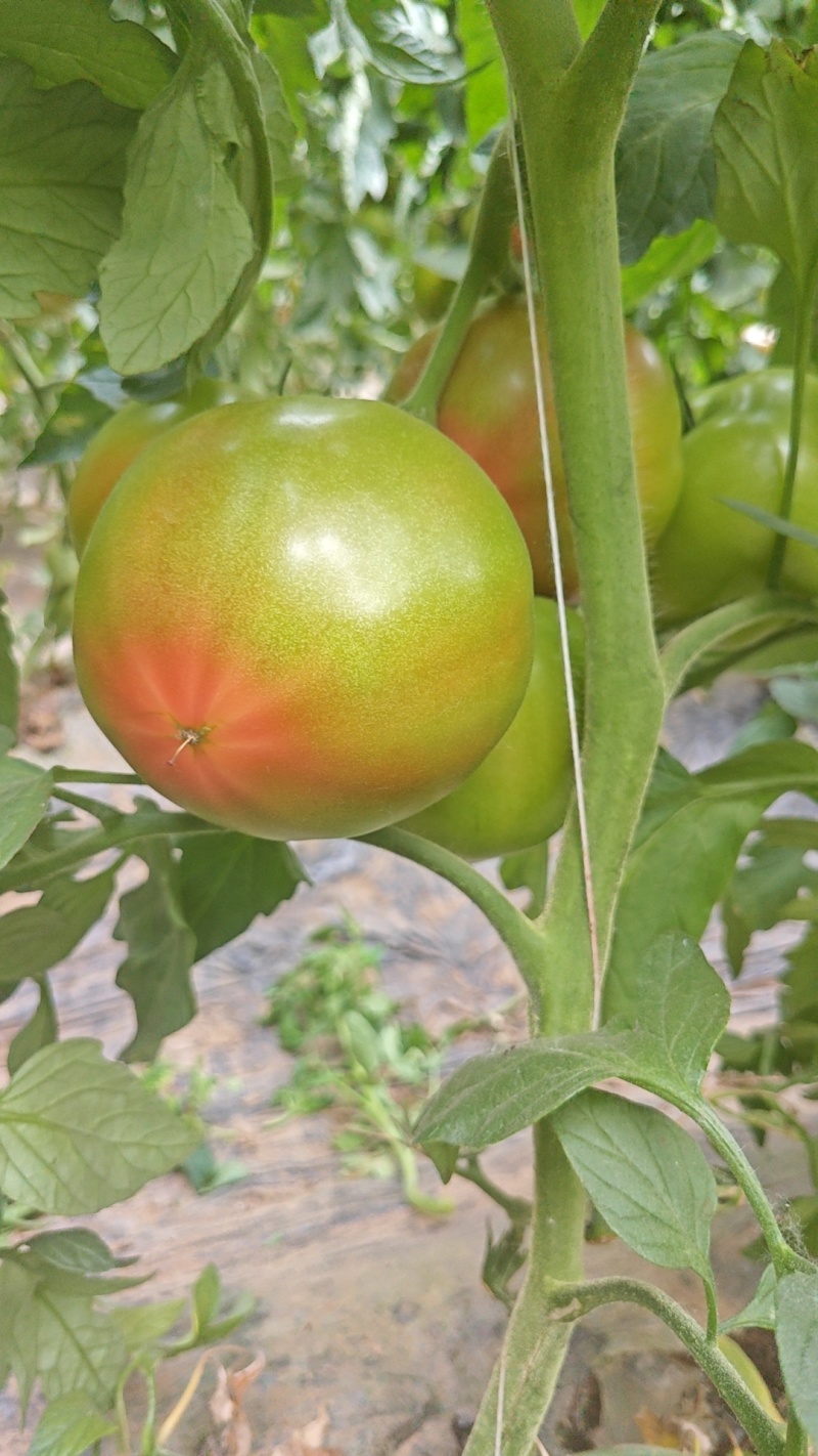 西红柿头茬，半斤以上，果型周正砂糖馅