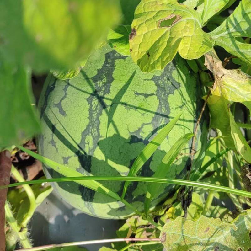 【优质推荐】麒麟西瓜大量上市保质保量量大从优欢迎咨询