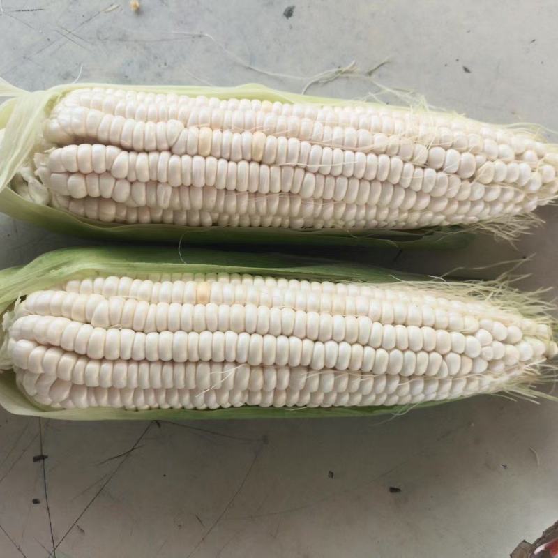 商丘精品糯玉米大量上市，货源充足量大从优诚信经营致电联系