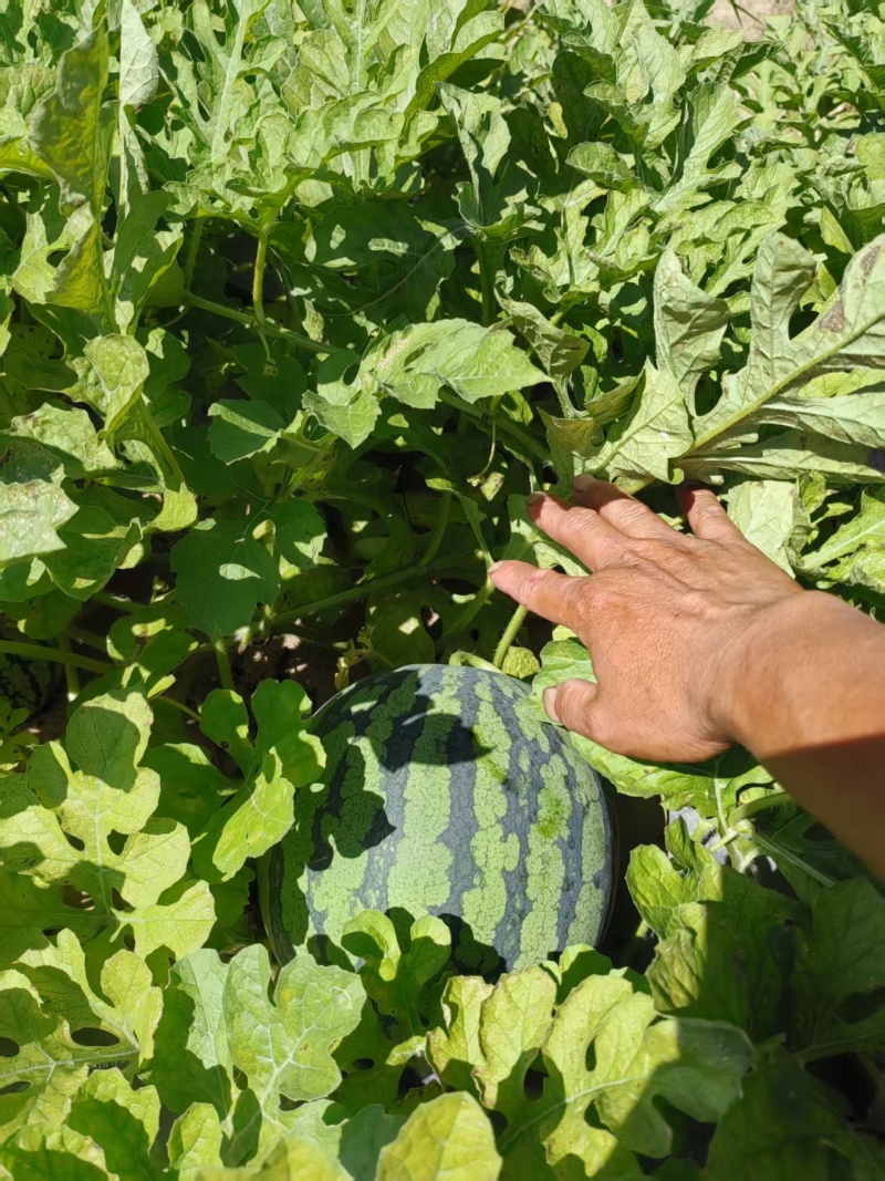 【优质推荐】麒麟西瓜大量上市保质保量量大从优欢迎咨询