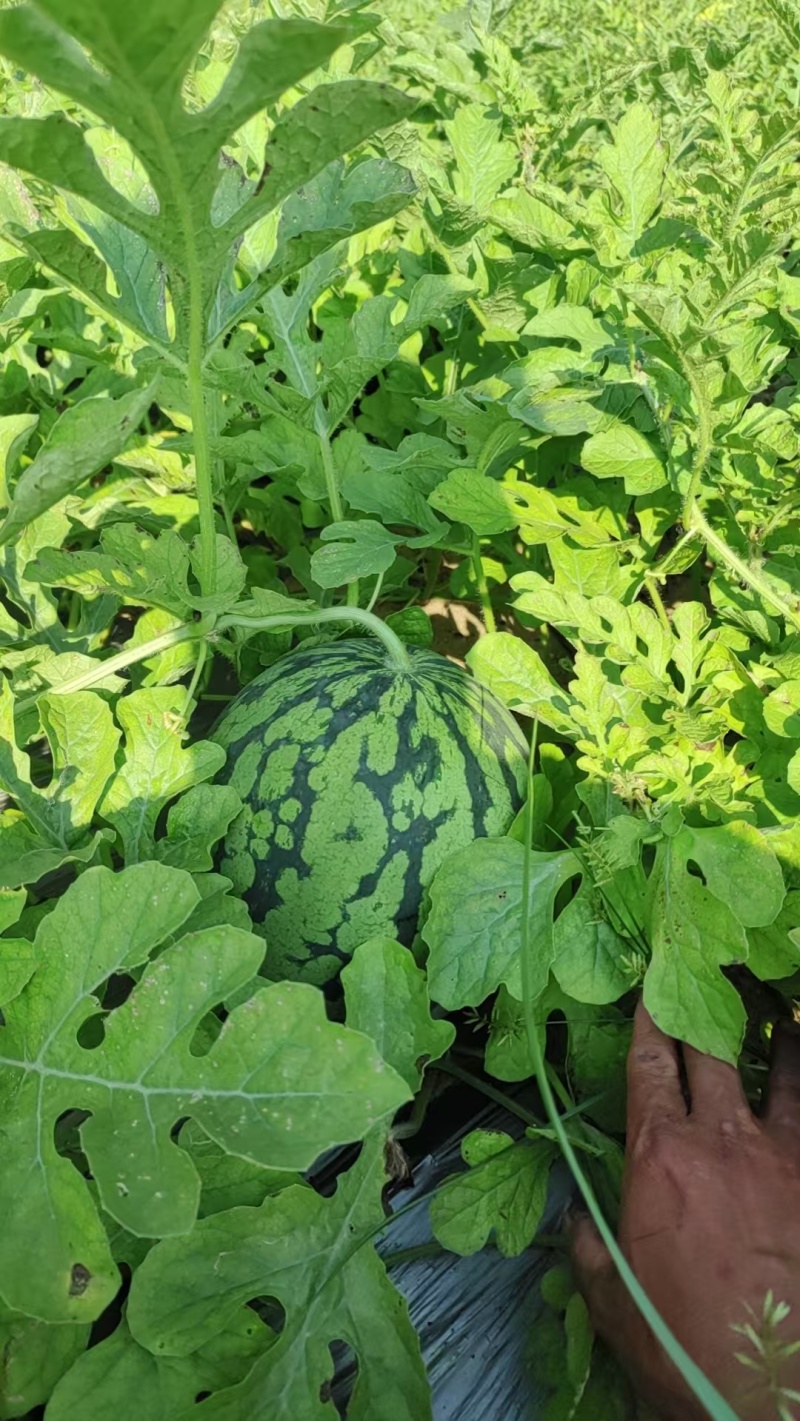 【优质推荐】麒麟西瓜大量上市保质保量量大从优欢迎咨询