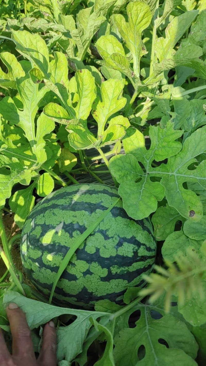 【优质推荐】麒麟西瓜大量上市保质保量量大从优欢迎咨询