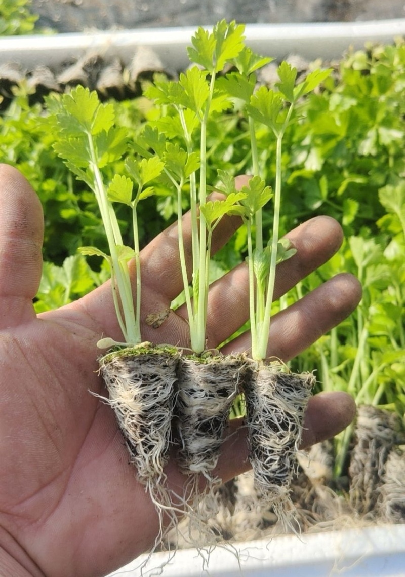 芹菜苗西芹苗云南芹菜苗品种全现挖现发成活率高