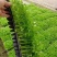 芹菜苗西芹苗云南芹菜苗品种全现挖现发成活率高